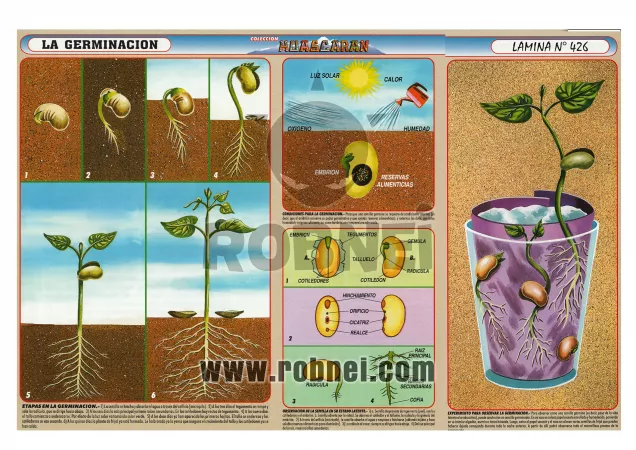 La Germinacion